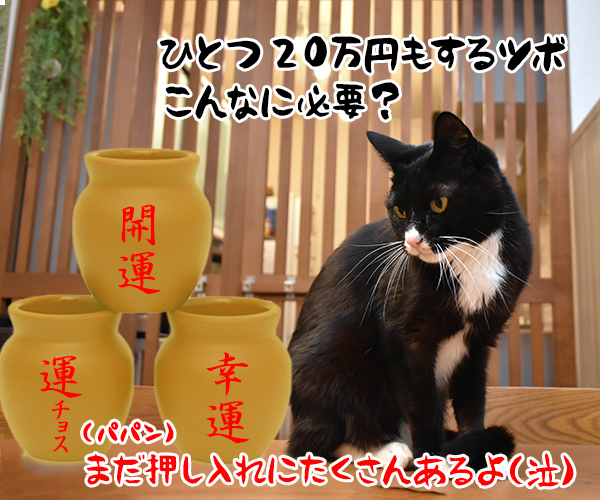 猫さんにもツボがあるんですってッ　猫の写真で４コマ漫画　４コマ目ッ