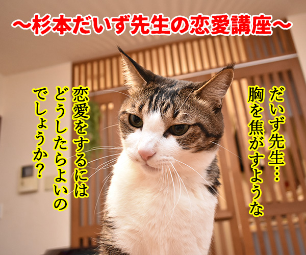 恋愛のカリスマ　杉本だいず先生の恋愛講座　其の二　猫の写真で４コマ漫画　１コマ目ッ