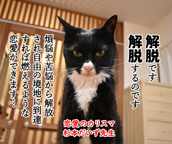 恋愛のカリスマ　杉本だいず先生の恋愛講座　其の二　猫の写真で４コマ漫画　２コマ目ッ