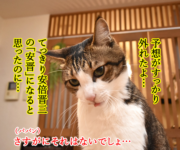 新元号は信玄ＧＯなの？　猫の写真で４コマ漫画　２コマ目ッ