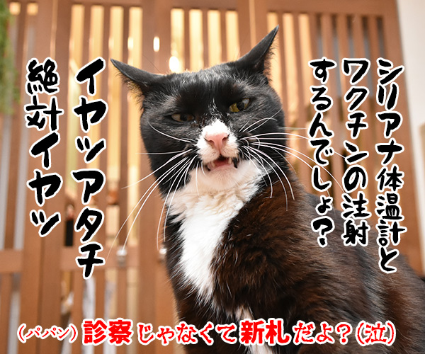 次はボクの新札だね…　猫の写真で４コマ漫画　４コマ目ッ