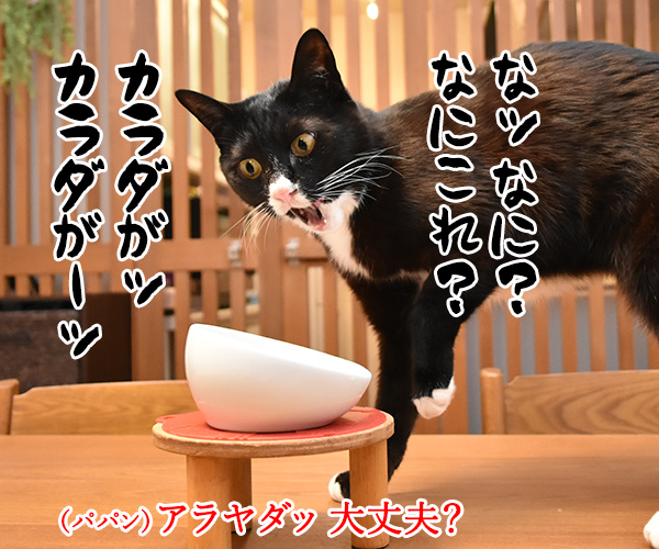 ロイヤルカナンは美味しいけど…　猫の写真で４コマ漫画　３コマ目ッ