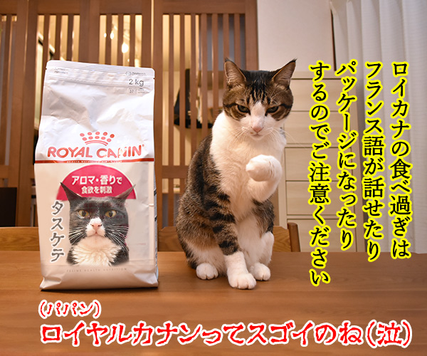 ロイヤルカナンは美味しいけど…　猫の写真で４コマ漫画　４コマ目ッ