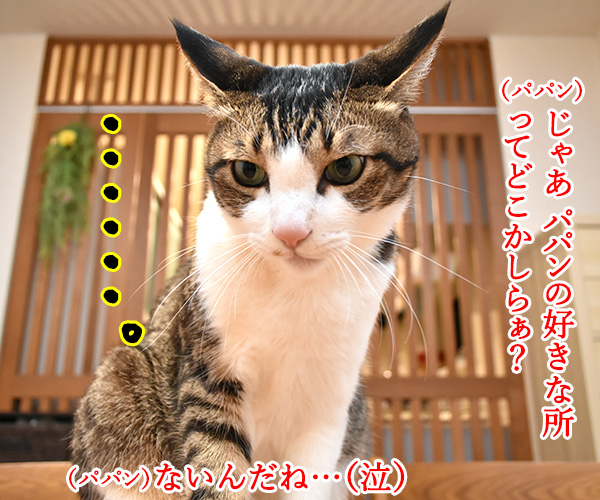 好きな所はあるかしら？　猫の写真で４コマ漫画　２コマ目ッ