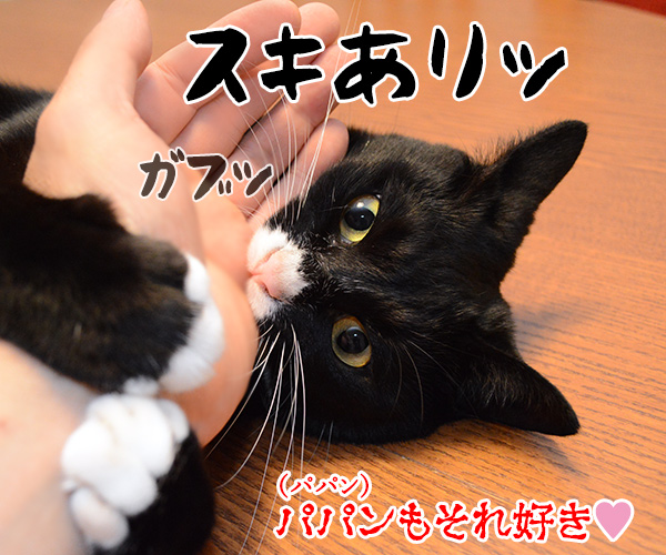 好きな所はあるかしら？　猫の写真で４コマ漫画　４コマ目ッ