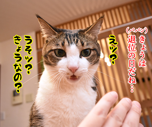 きょうは退位の日なんですってッ　猫の写真で４コマ漫画　１コマ目ッ