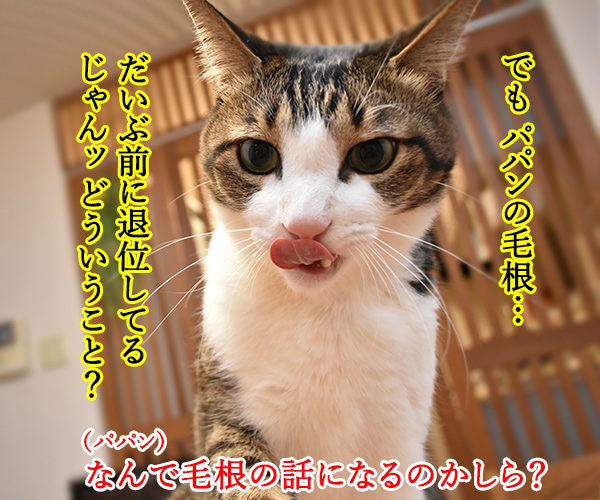 きょうは退位の日なんですってッ　猫の写真で４コマ漫画　２コマ目ッ