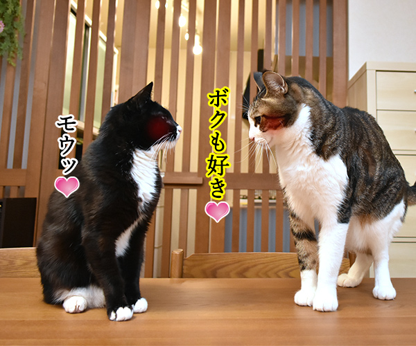 「好き」って10回言ってみてッ 其の二　猫の写真で４コマ漫画　２コマ目ッ