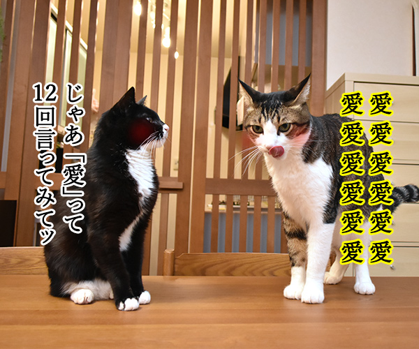 「好き」って10回言ってみてッ 其の二　猫の写真で４コマ漫画　３コマ目ッ