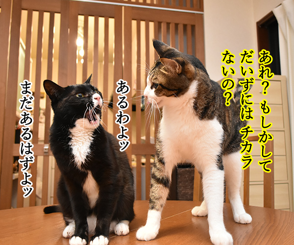 わたしの力をとくと見るがよいッ　猫の写真で４コマ漫画　３コマ目ッ