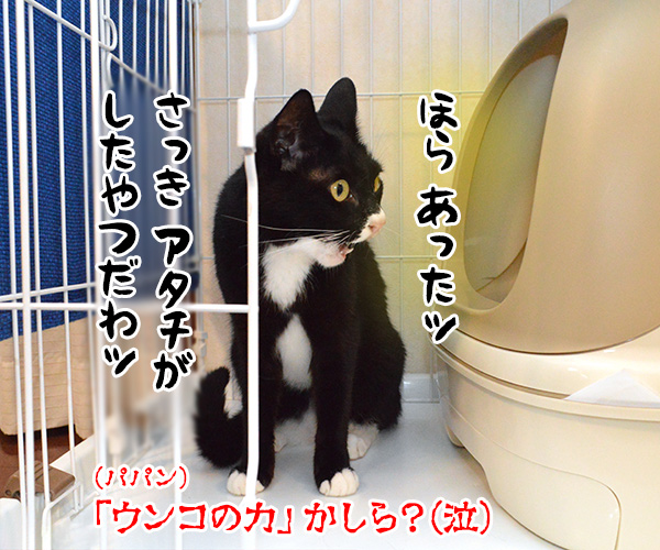 わたしの力をとくと見るがよいッ　猫の写真で４コマ漫画　４コマ目ッ