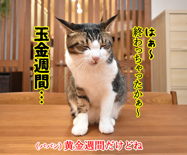 GWが終わっちゃったのよッ　猫の写真で４コマ漫画　２コマ目ッ