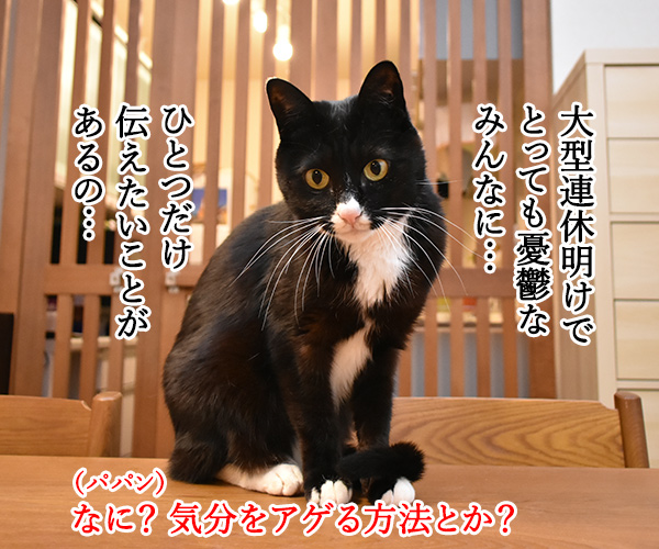 GWが終わっちゃったのよッ　猫の写真で４コマ漫画　３コマ目ッ