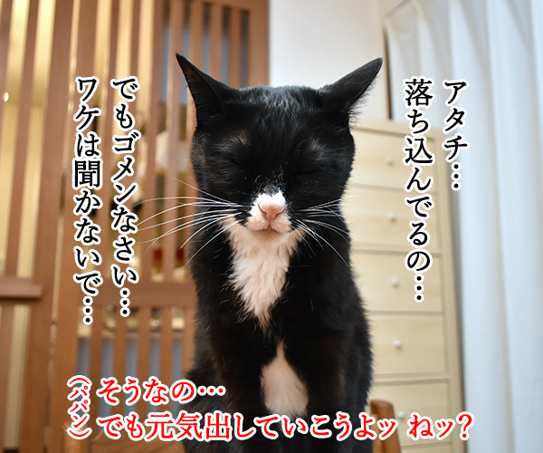 だいずさんが落ち込んでるのッ　猫の写真で４コマ漫画　２コマ目ッ