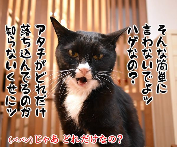 だいずさんが落ち込んでるのッ　猫の写真で４コマ漫画　３コマ目ッ