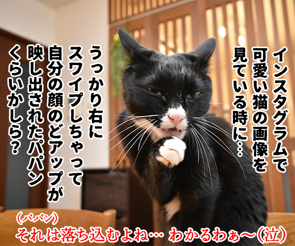 だいずさんが落ち込んでるのッ　猫の写真で４コマ漫画　４コマ目ッ