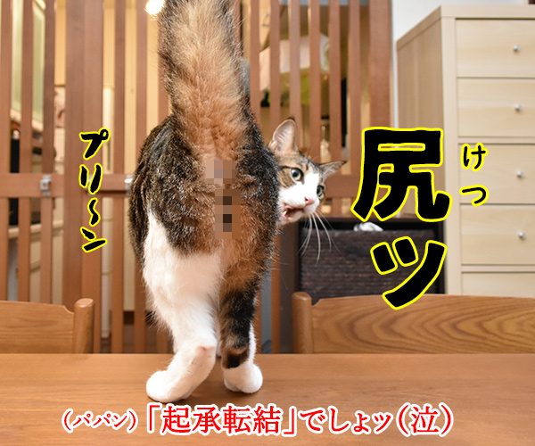 4コマまんがの基本といえば？　猫の写真で４コマ漫画　４コマ目ッ