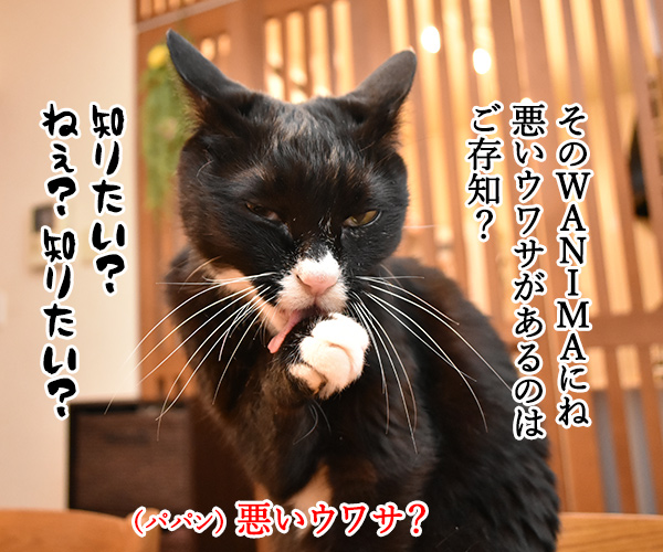 WANIMAってバンド 知ってる？　猫の写真で４コマ漫画　２コマ目ッ