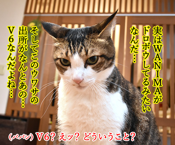 WANIMAってバンド 知ってる？　猫の写真で４コマ漫画　３コマ目ッ