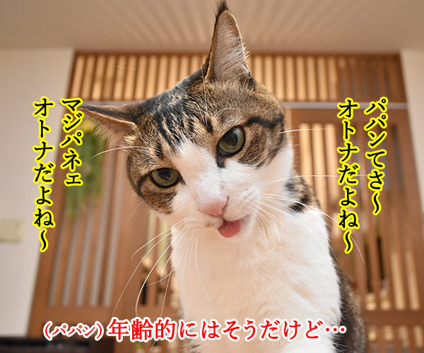 パパンみたいなオトナにはなりたくないの…　猫の写真で４コマ漫画　１コマ目ッ