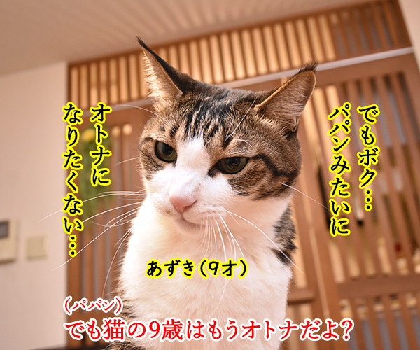 パパンみたいなオトナにはなりたくないの…　猫の写真で４コマ漫画　２コマ目ッ