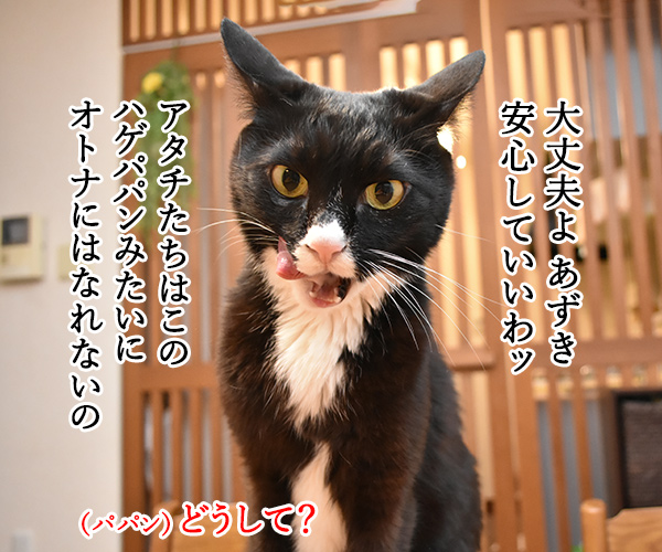 パパンみたいなオトナにはなりたくないの…　猫の写真で４コマ漫画　３コマ目ッ