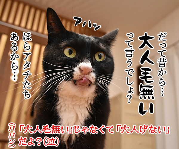 パパンみたいなオトナにはなりたくないの…　猫の写真で４コマ漫画　４コマ目ッ