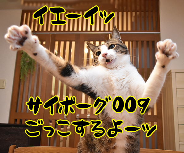 サイボーグ009ごっこするよーッ　猫の写真で４コマ漫画　１コマ目ッ