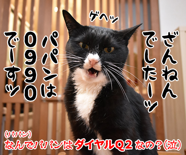 サイボーグ009ごっこするよーッ　猫の写真で４コマ漫画　４コマ目ッ