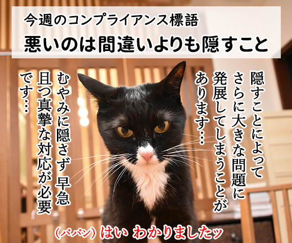 今週のコンプライアンス標語はこれなのよッ　猫の写真で４コマ漫画　１コマ目ッ