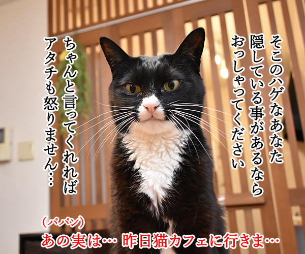 今週のコンプライアンス標語はこれなのよッ　猫の写真で４コマ漫画　２コマ目ッ