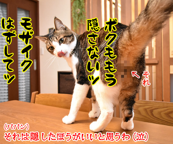 今週のコンプライアンス標語はこれなのよッ　猫の写真で４コマ漫画　４コマ目ッ