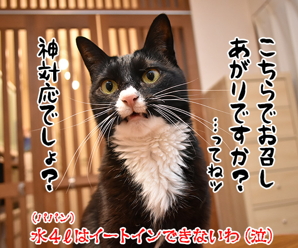 コンビニの袋詰めの話なのよッ　猫の写真で４コマ漫画　４コマ目ッ