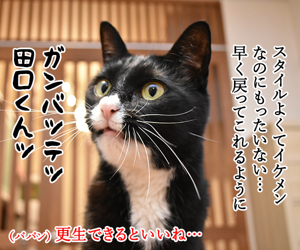 入口 出口 田口被告が土下座謝罪なのッ　猫の写真で４コマ漫画　２コマ目ッ