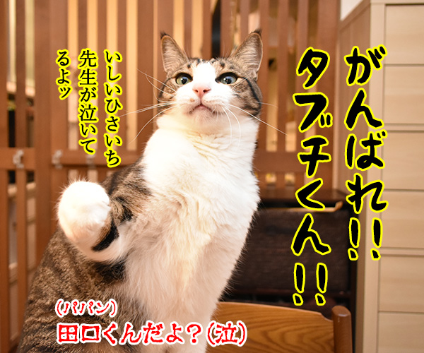 入口 出口 田口被告が土下座謝罪なのッ　猫の写真で４コマ漫画　４コマ目ッ