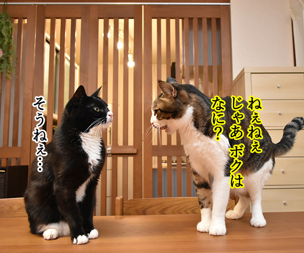 だいずさんってホントにタカビーよねッ　猫の写真で４コマ漫画　２コマ目ッ