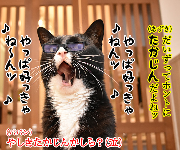 だいずさんってホントにタカビーよねッ　猫の写真で４コマ漫画　４コマ目ッ