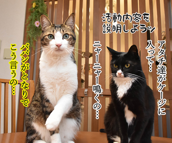 あずだいマグネットステッカーを販売してるのよッ　猫の写真で４コマ漫画　３コマ目ッ