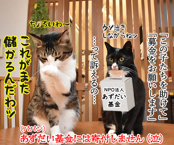 あずだいマグネットステッカーを販売してるのよッ　猫の写真で４コマ漫画　４コマ目ッ