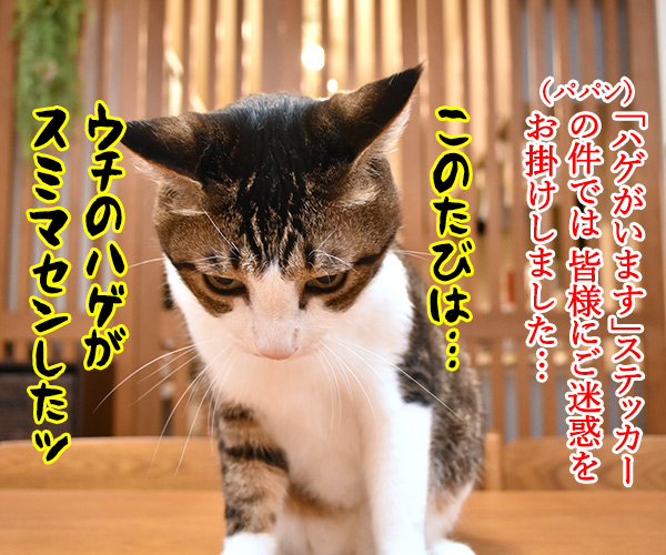 ウチのハゲがスミマセンしたッ　猫の写真で４コマ漫画　１コマ目ッ