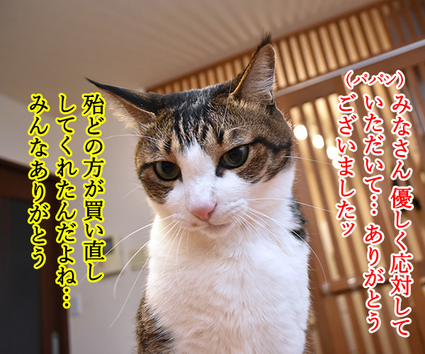 ウチのハゲがスミマセンしたッ　猫の写真で４コマ漫画　２コマ目ッ