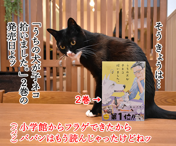 きょうは『うちの犬が子ネコ拾いました。』第2巻の発売日なのよッ　猫の写真で４コマ漫画　２コマ目ッ