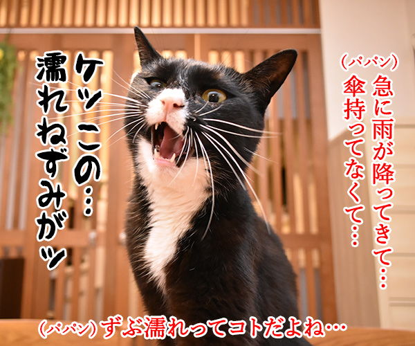 ずぶ濡れになったパパンは…？　猫の写真で４コマ漫画　２コマ目ッ