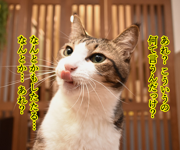 ずぶ濡れになったパパンは…？　猫の写真で４コマ漫画　３コマ目ッ