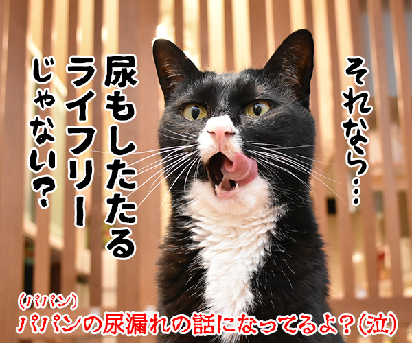 ずぶ濡れになったパパンは…？　猫の写真で４コマ漫画　４コマ目ッ