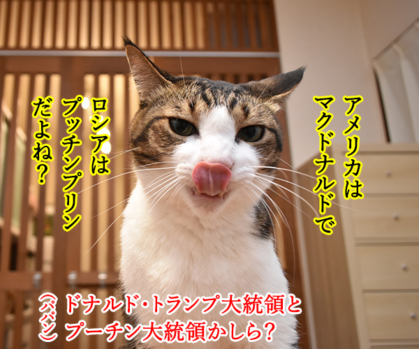 大阪で何やら開催してるらしいのよッ　猫の写真で４コマ漫画　３コマ目ッ