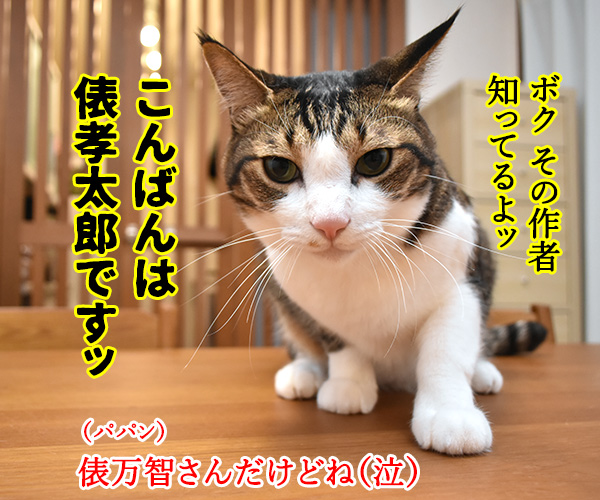 7月6日はサラダ記念日なのッ　猫の写真で４コマ漫画　２コマ目ッ