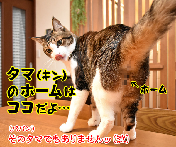 タマホームで建替えしましょうよッ　猫の写真で４コマ漫画　４コマ目ッ