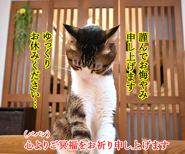 ジャニー喜多川さんのご冥福を心よりお祈り申し上げます　猫の写真で４コマ漫画　２コマ目ッ