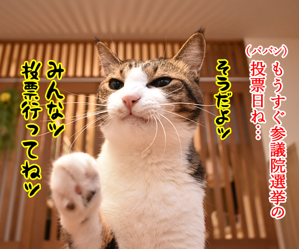 不在者投票に行ったのに？　猫の写真で４コマ漫画　１コマ目ッ